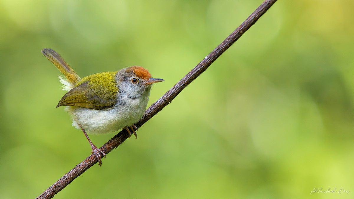 Common Tailorbird - Abhishek Das