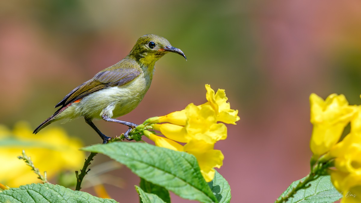 Crimson-backed Sunbird - ML147878171