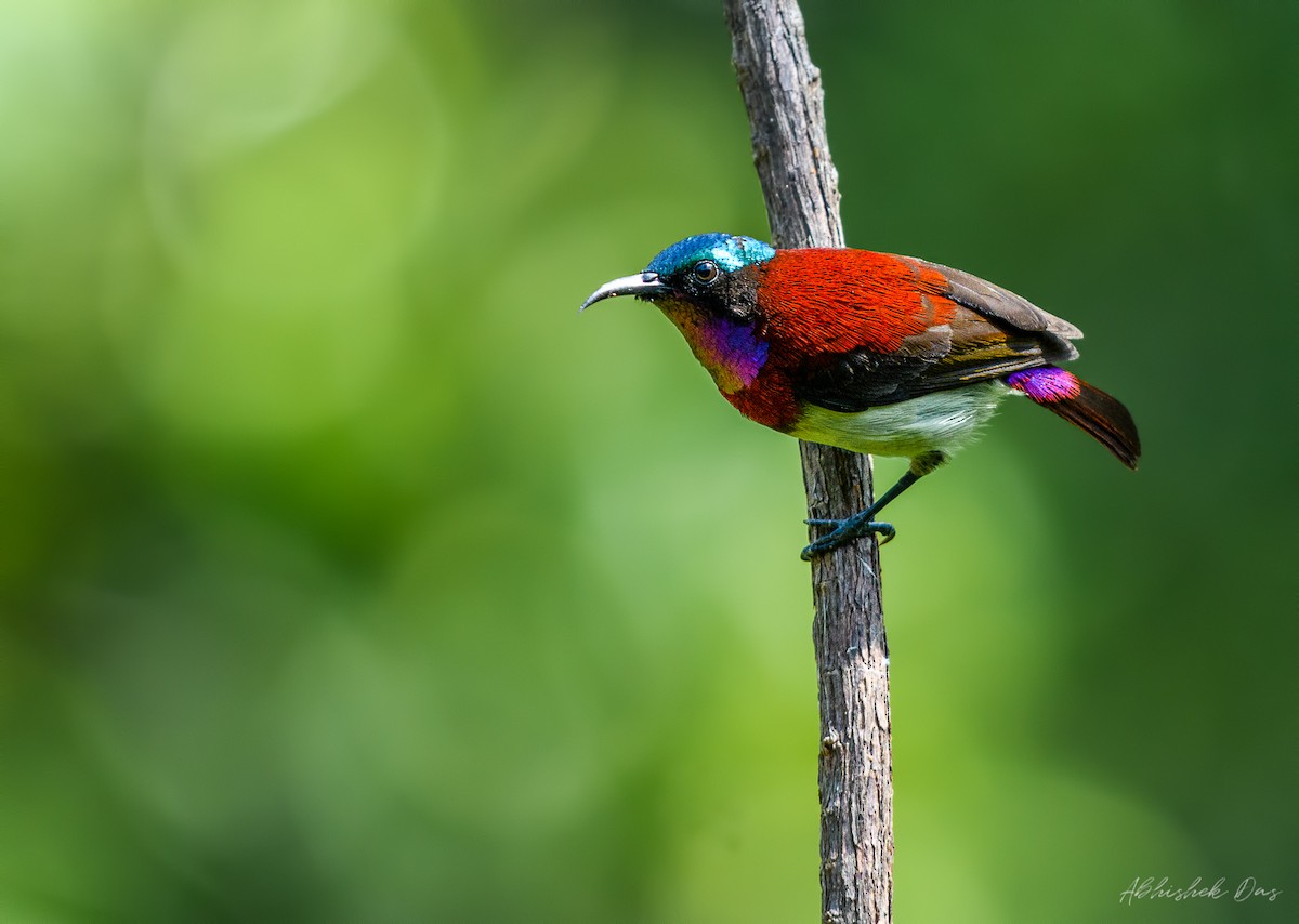 Crimson-backed Sunbird - ML147878181