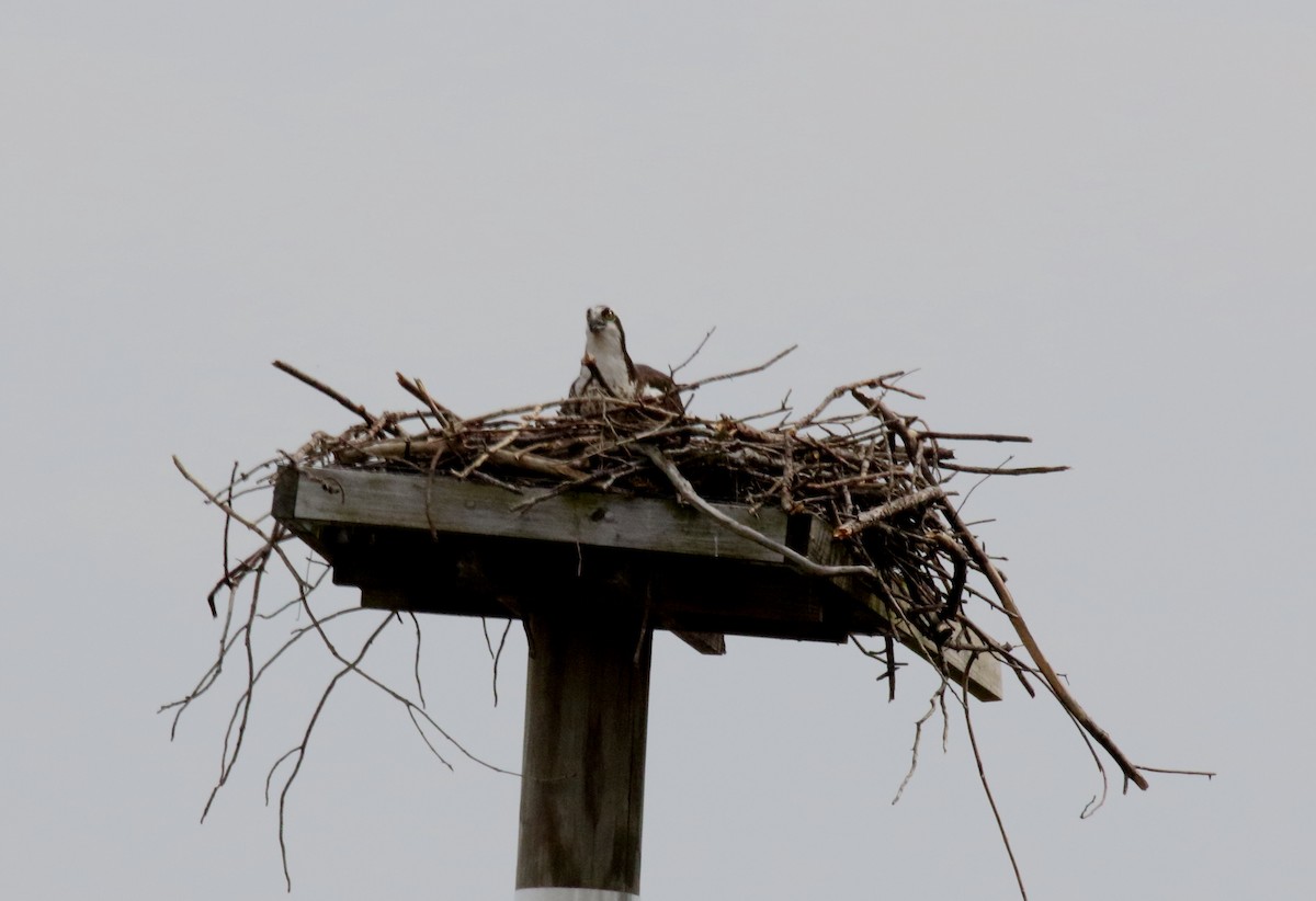 Osprey - ML147879151