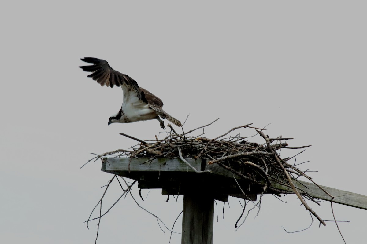 Osprey - ML147879161