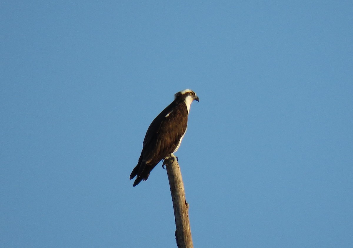 Osprey - ML147879231