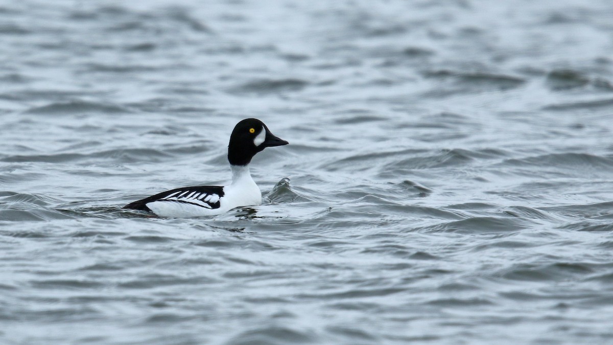 Common x Barrow's Goldeneye (hybrid) - Daniel Jauvin