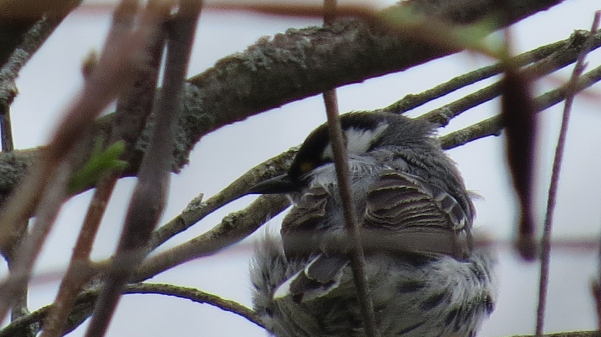 Black-throated Gray Warbler - Ethan Green