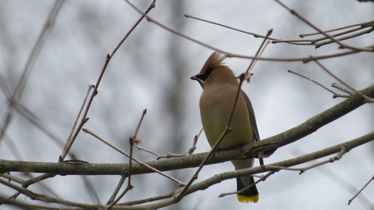 Cedar Waxwing - ML147880381