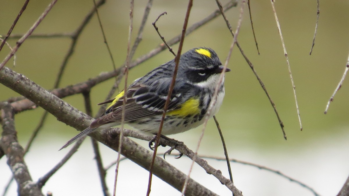 Yellow-rumped Warbler - ML147880391