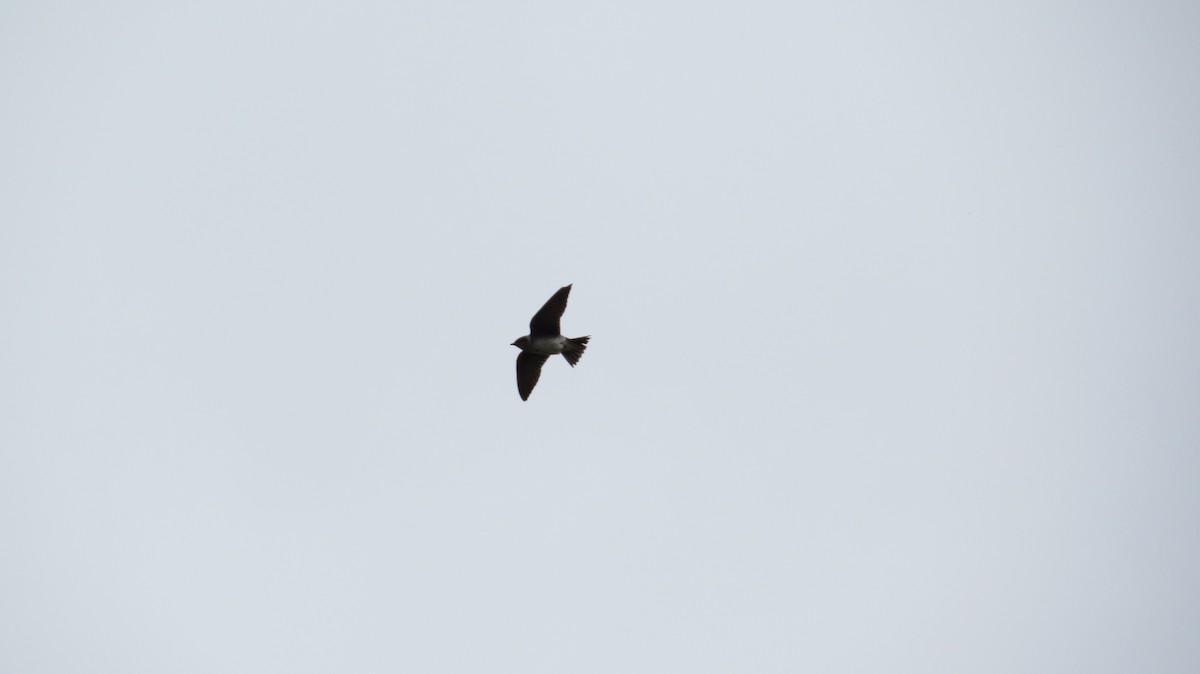 Golondrina Purpúrea - ML147880401