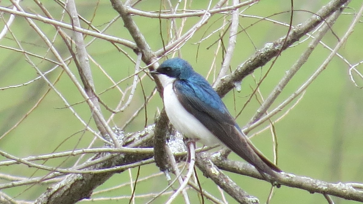 Tree Swallow - Ethan Green