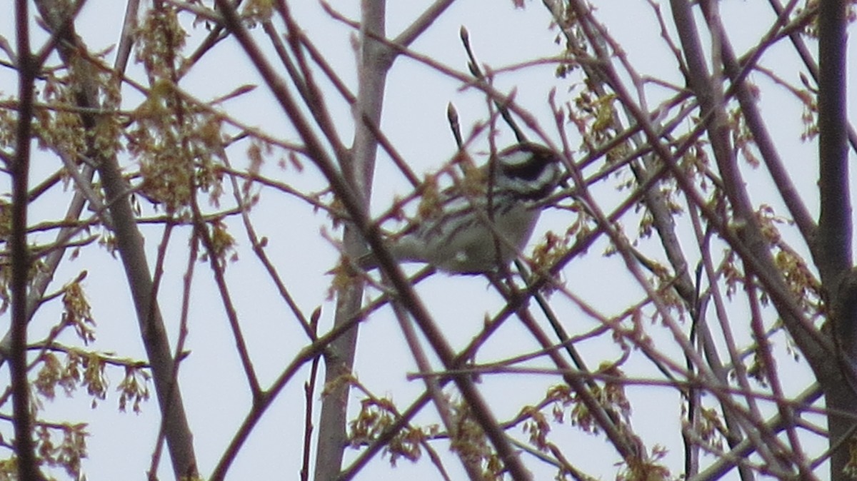 Black-throated Gray Warbler - Ethan Green