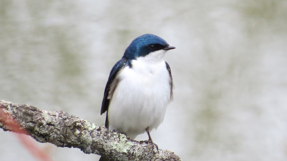 Tree Swallow - ML147880481