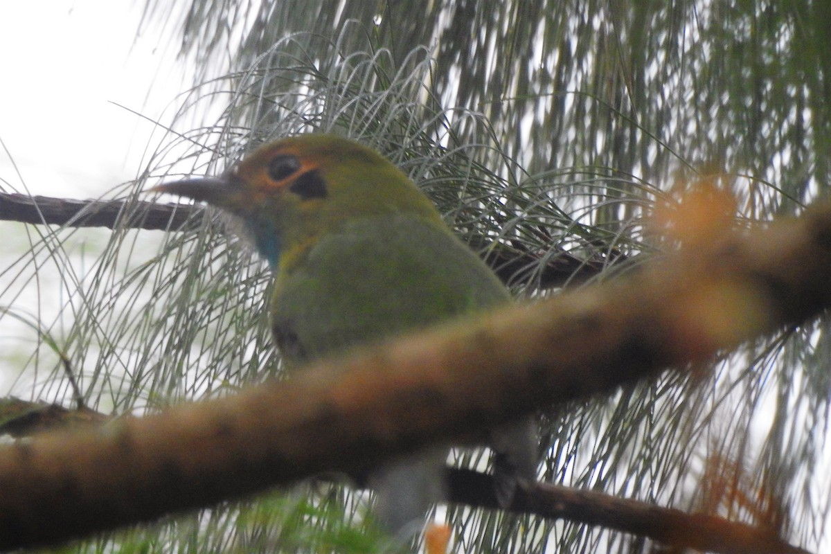 Blue-throated Motmot - Mike Cowlard