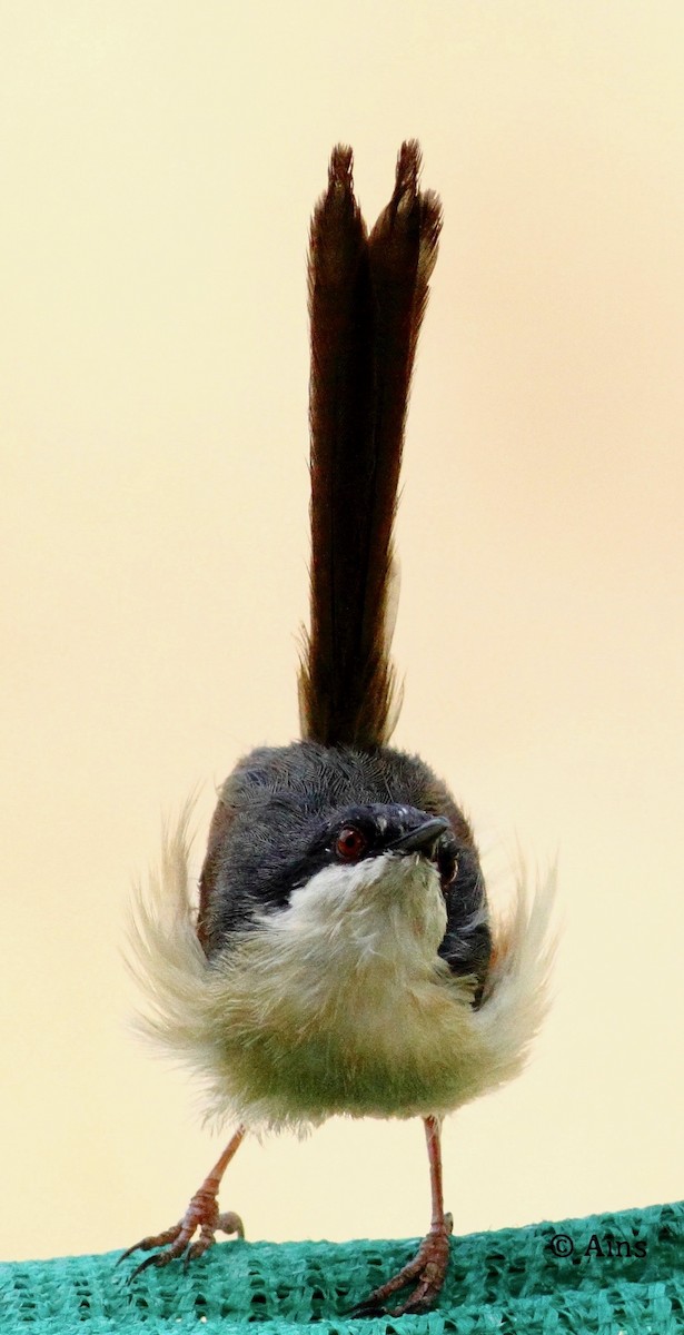 Ashy Prinia - Ains Priestman