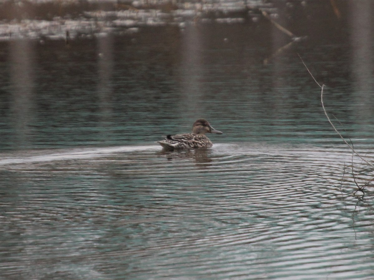 Green-winged Teal - ML147885791