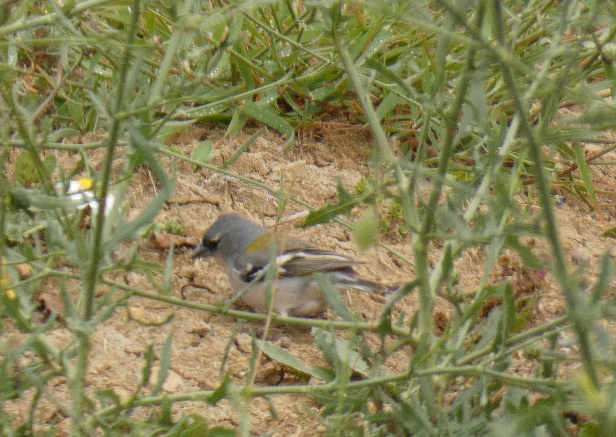 African Chaffinch (Tunisian) - ML147887421