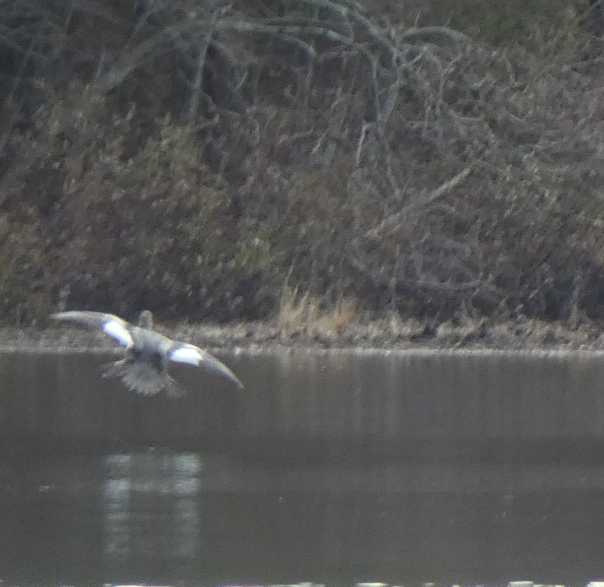 Common Goldeneye - ML147888301