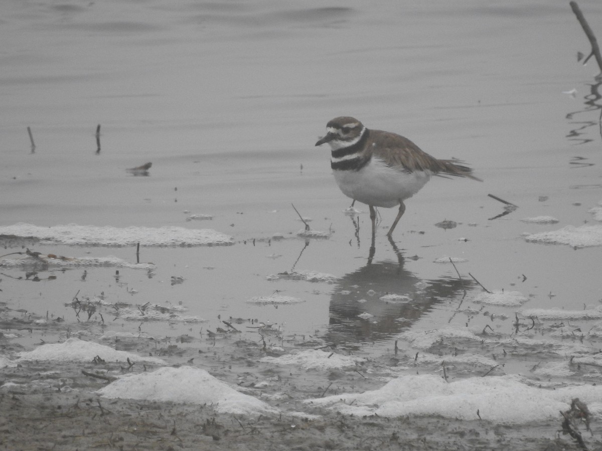 Killdeer - ML147889491
