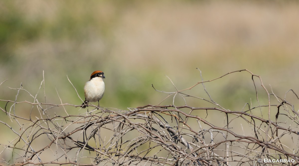 Woodchat Shrike - ML147890911