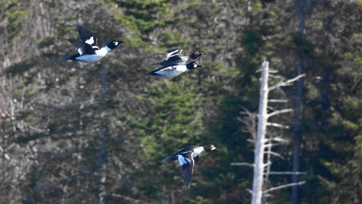 Common Goldeneye - ML147894851