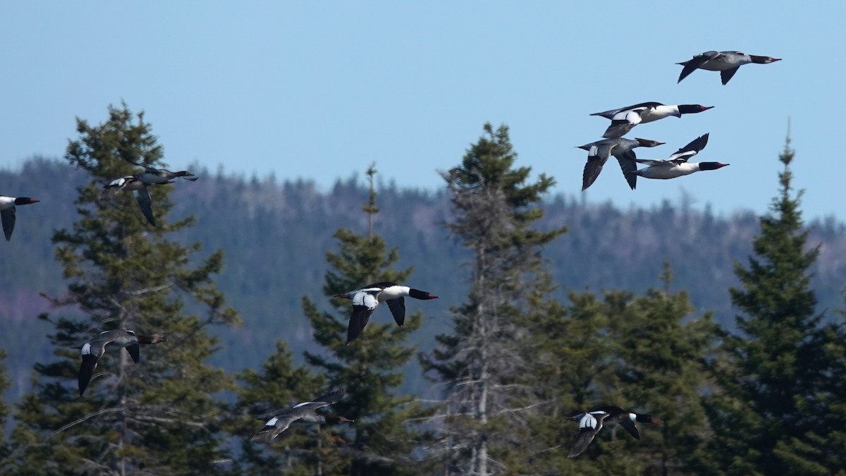 Common Merganser - ML147894991