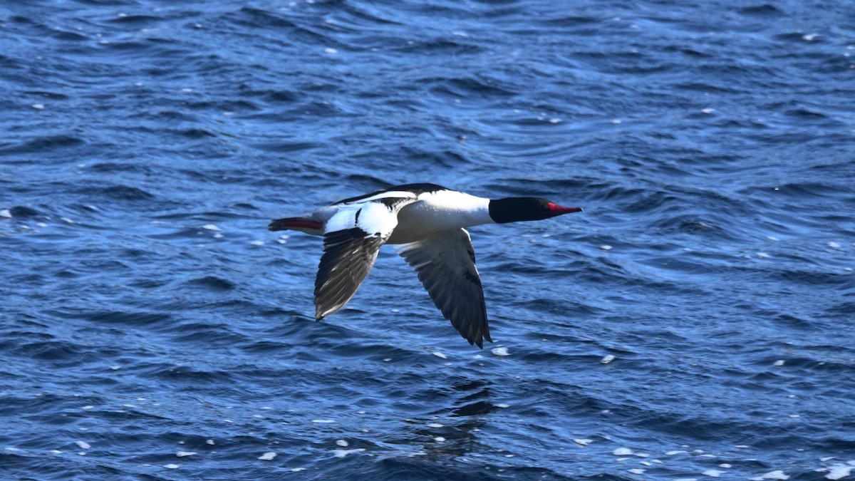 Common Merganser - ML147895011