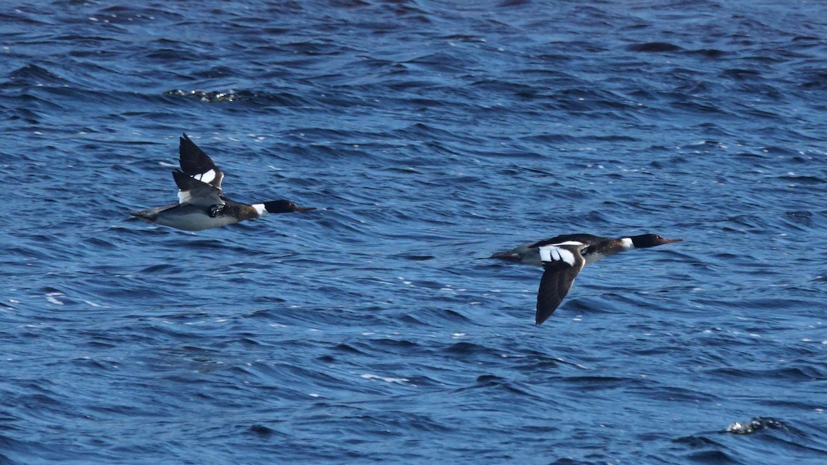 Red-breasted Merganser - ML147895051
