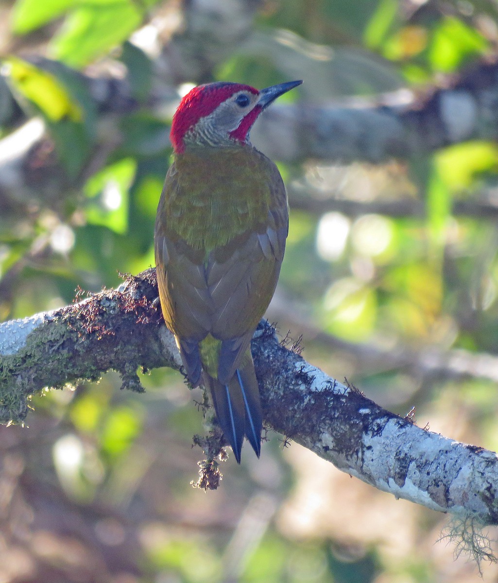Golden-olive Woodpecker - Kathy Carroll