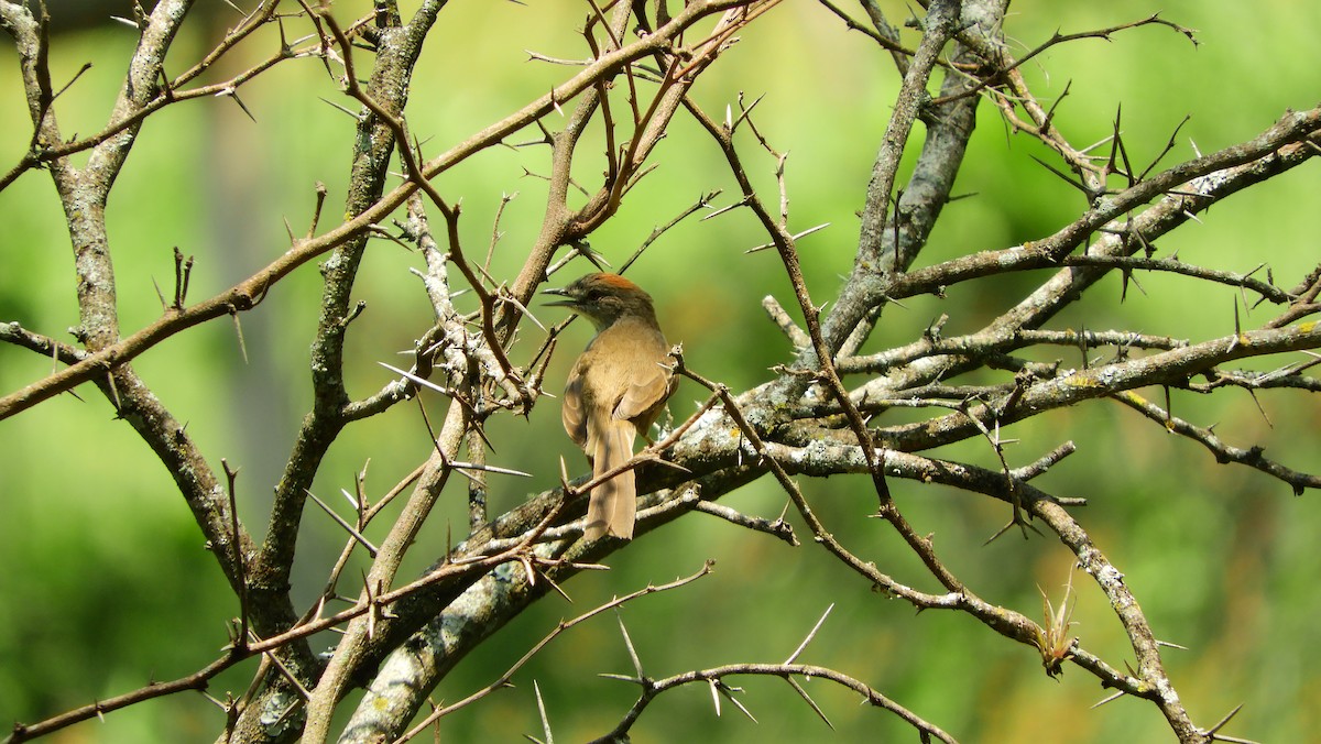 Weißbauch-Dickichtschlüpfer - ML147897081