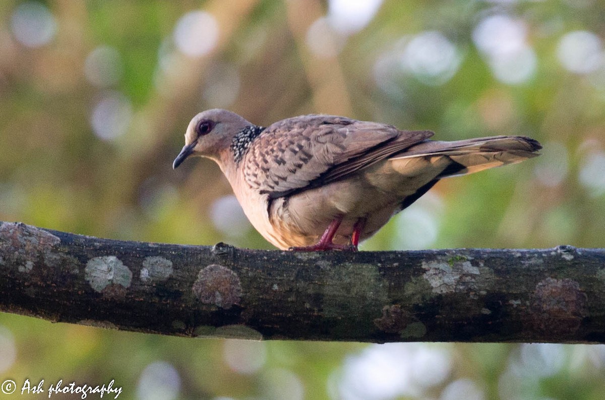 Spotted Dove - ML147897221