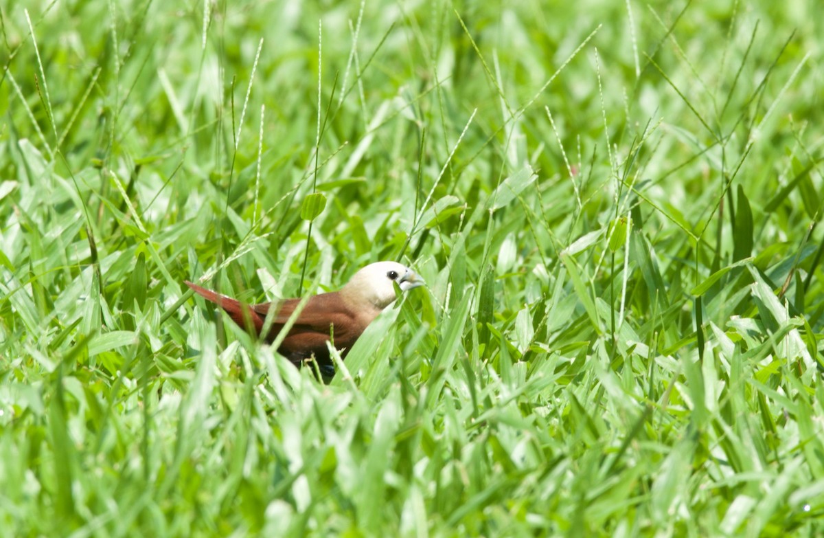 White-headed Munia - ML147897231