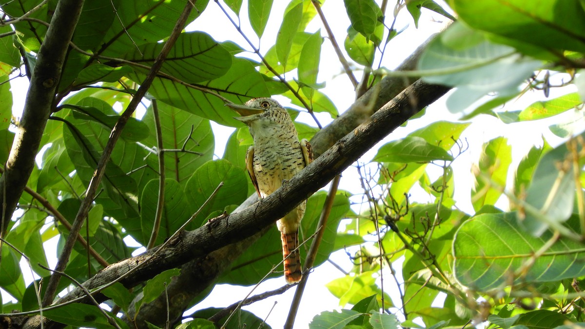 Barred Puffbird - ML147897531