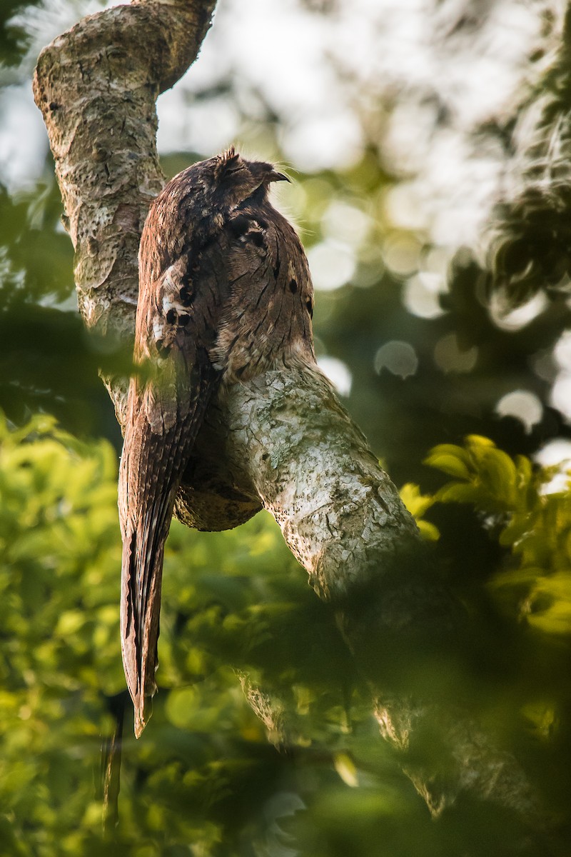 Common Potoo - ML147901831