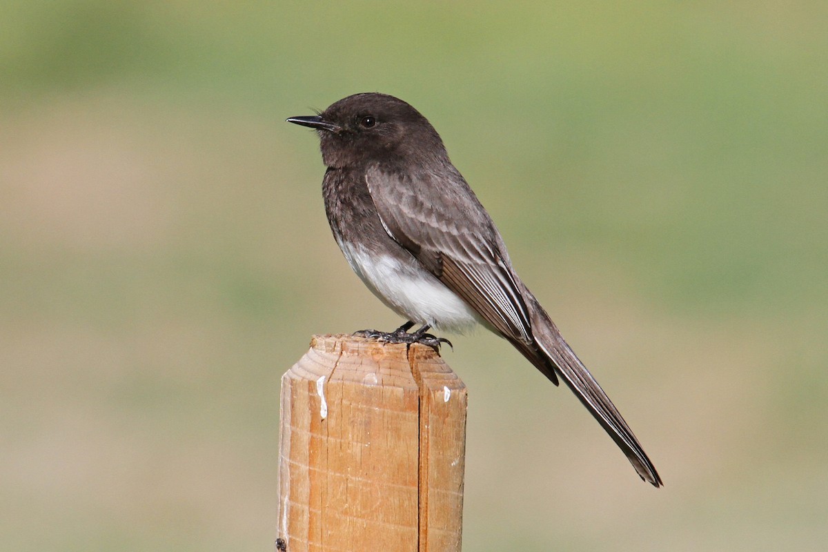 Black Phoebe - ML147902471