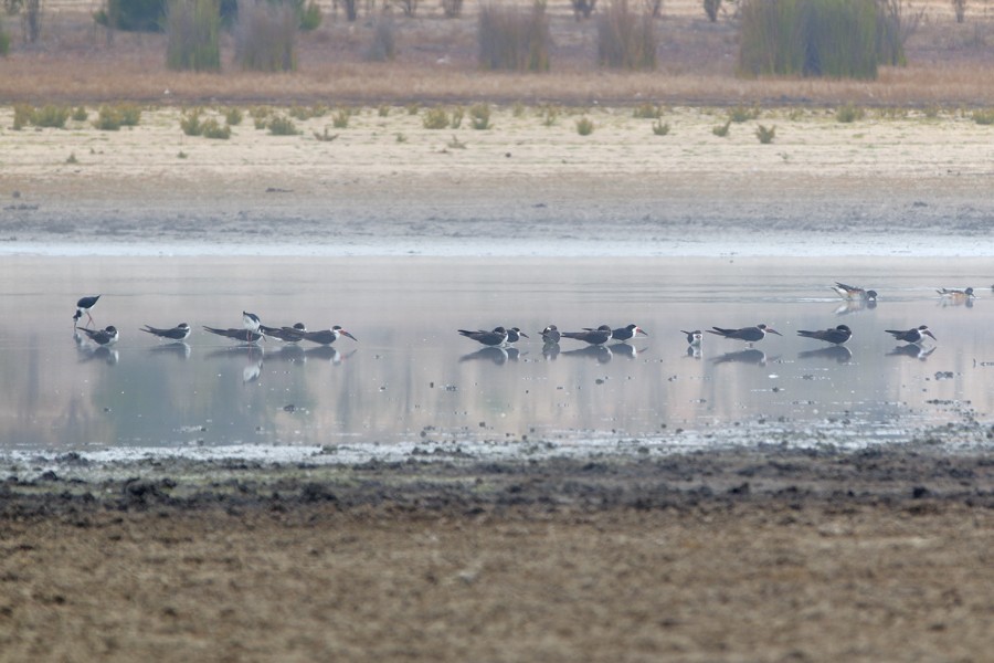 Black Skimmer - ML147902991