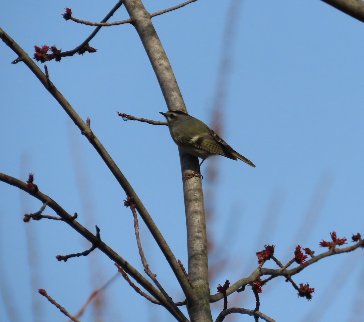 Roitelet à couronne dorée - ML147903571