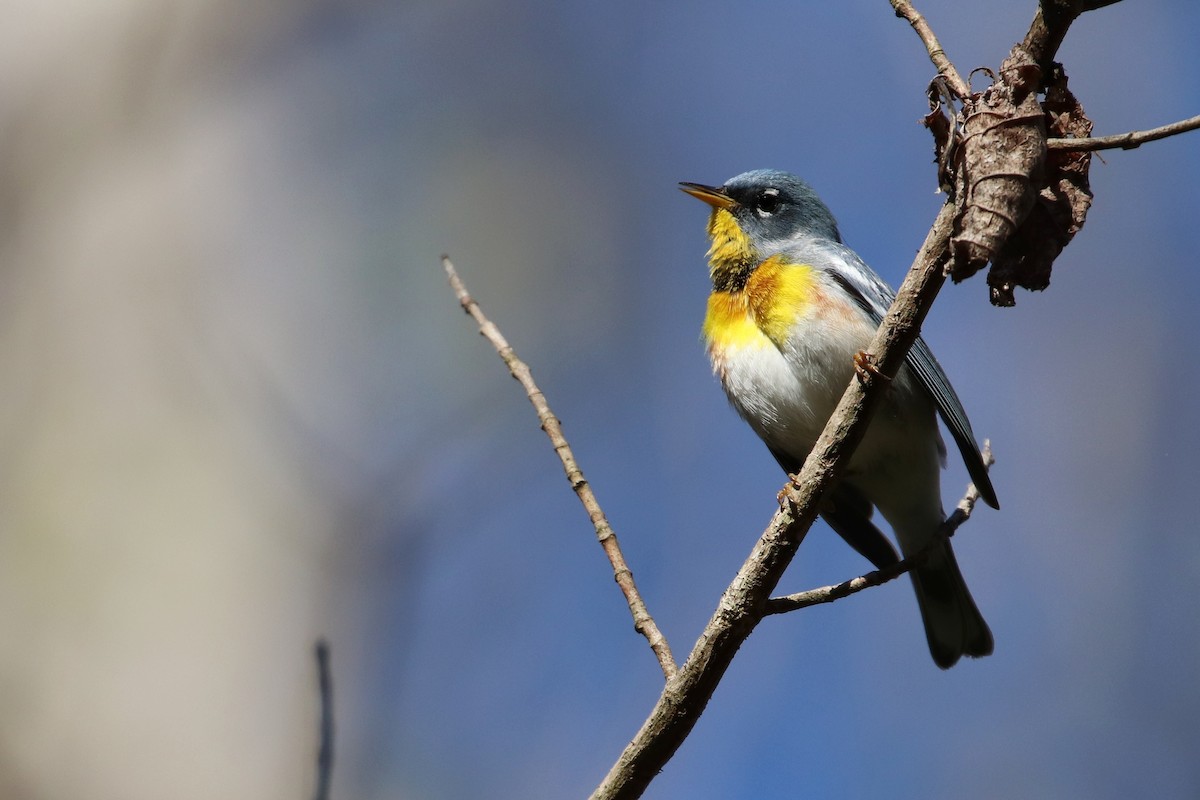 Northern Parula - ML147903611