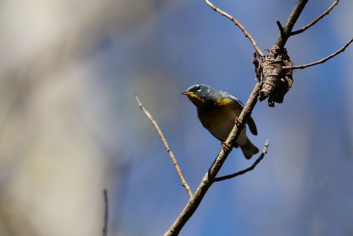 Northern Parula - ML147903631