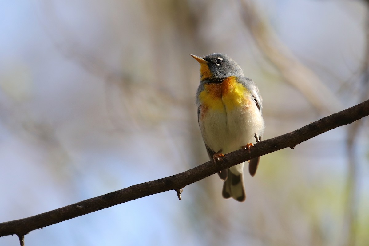 Northern Parula - ML147903641