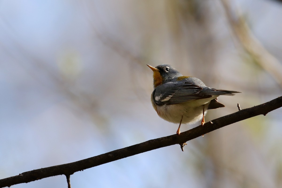 Northern Parula - ML147903661