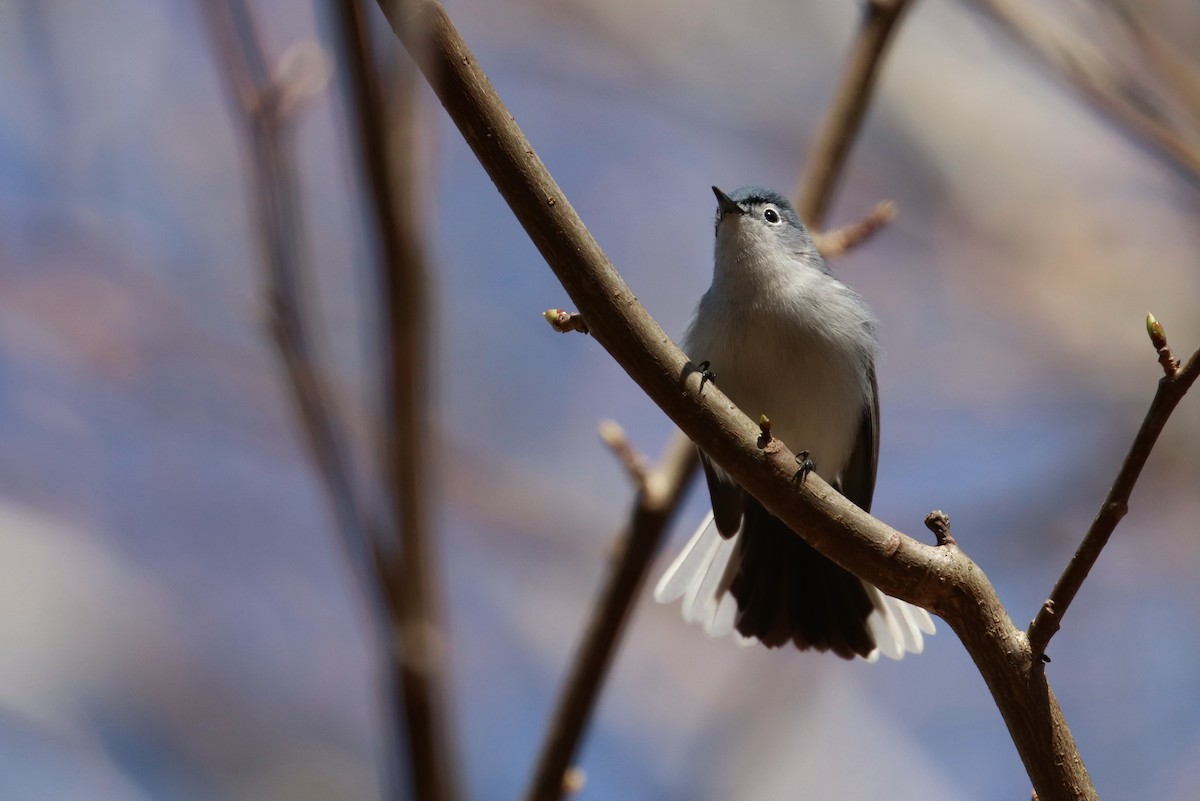 Blue-gray Gnatcatcher - ML147903761