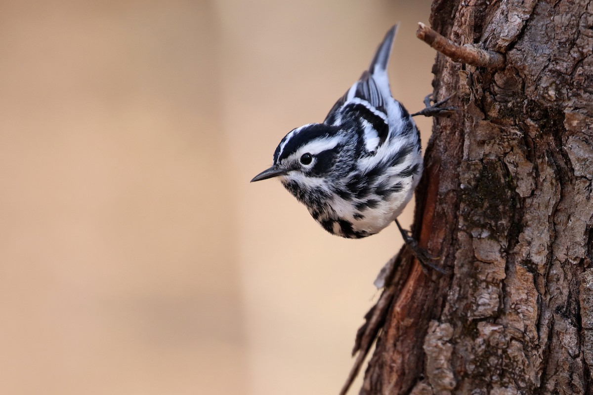 Black-and-white Warbler - Martina Nordstrand