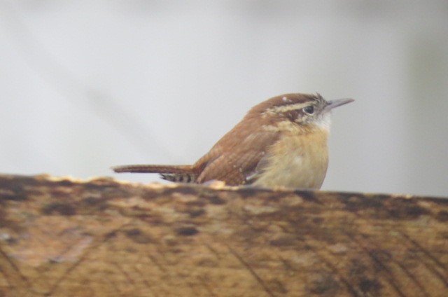 Carolina Wren - ML147904321