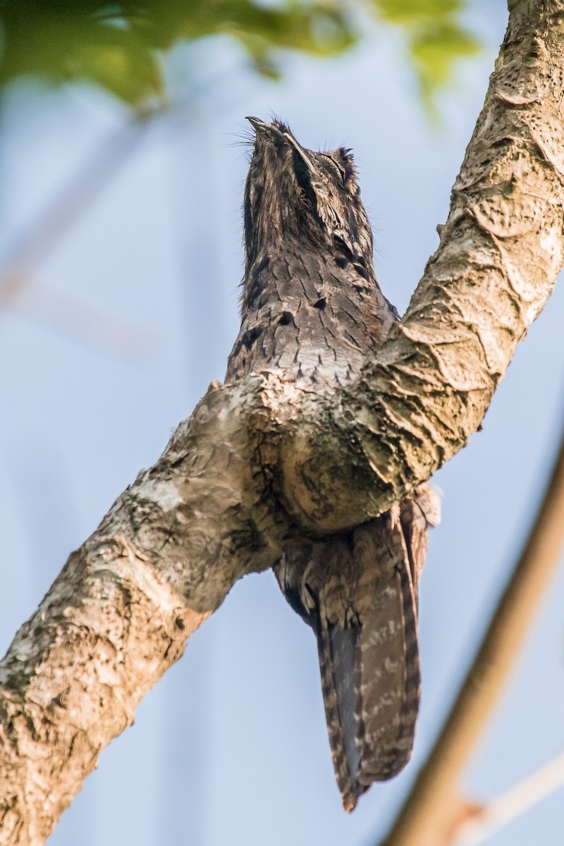 Common Potoo - ML147904521