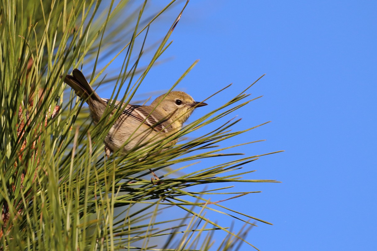 Pine Warbler - ML147904851