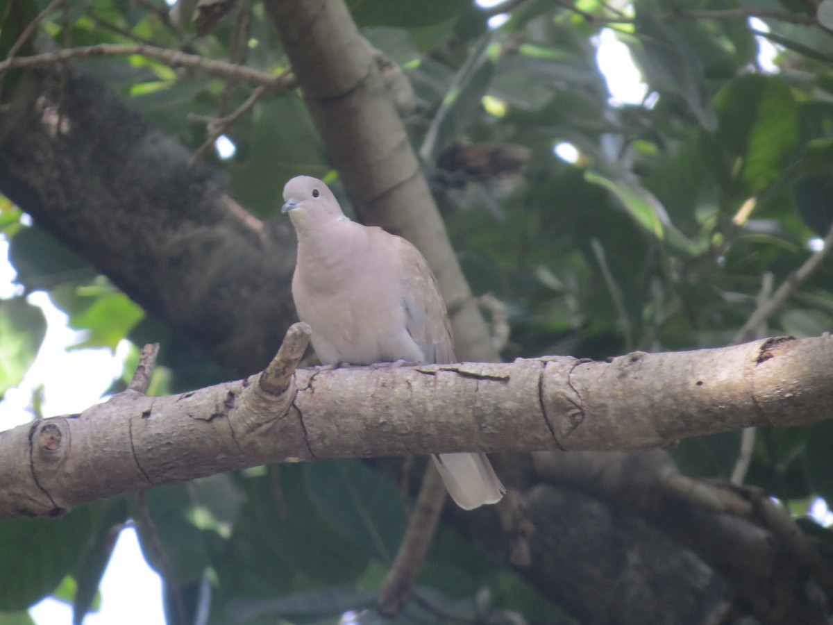 Eurasian Collared-Dove - ML147905711