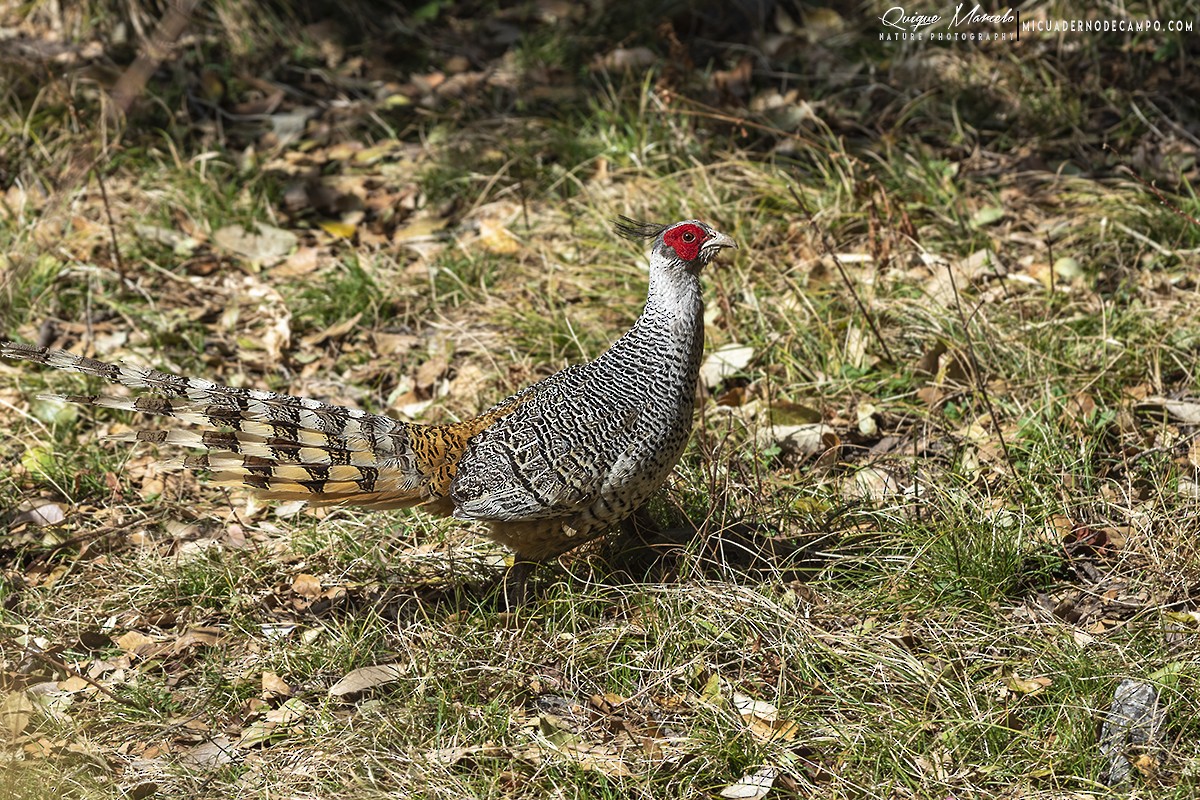 bažant himálajský - ML147906271