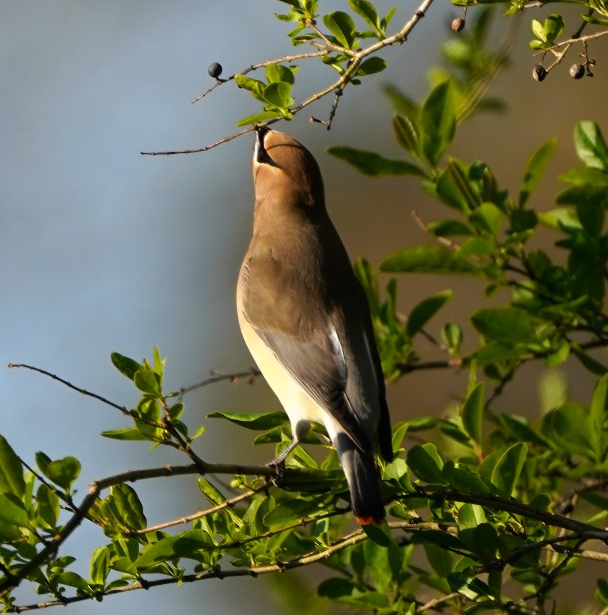 Cedar Waxwing - ML147906991