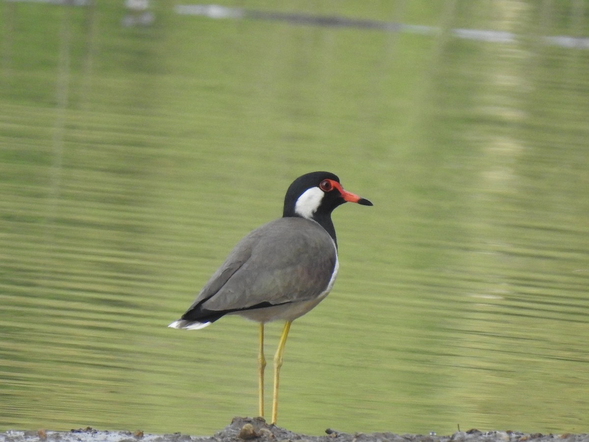 Red-wattled Lapwing - ML147907531