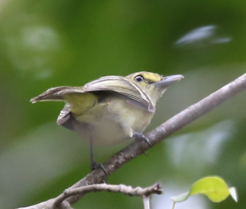 Vireo Ojiblanco - ML147907981