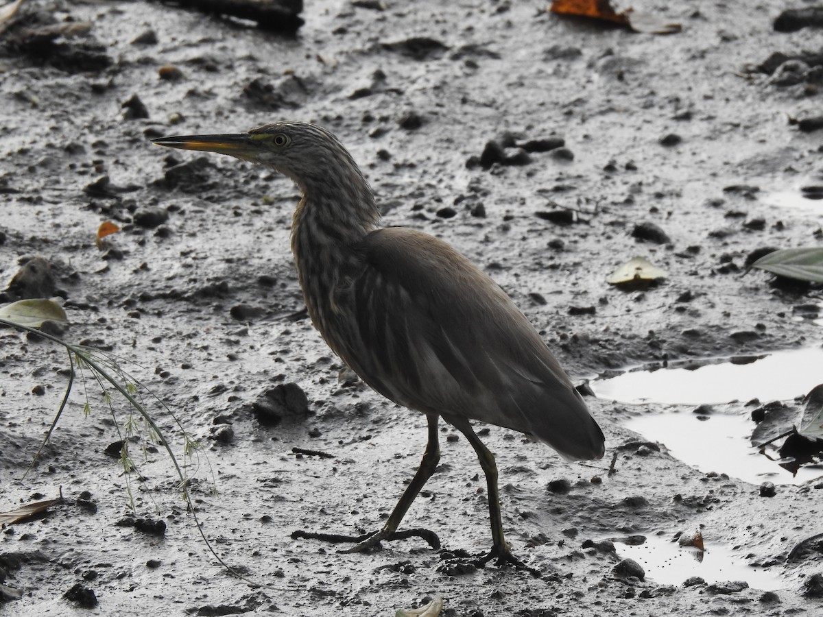 Indian Pond-Heron - ML147908071