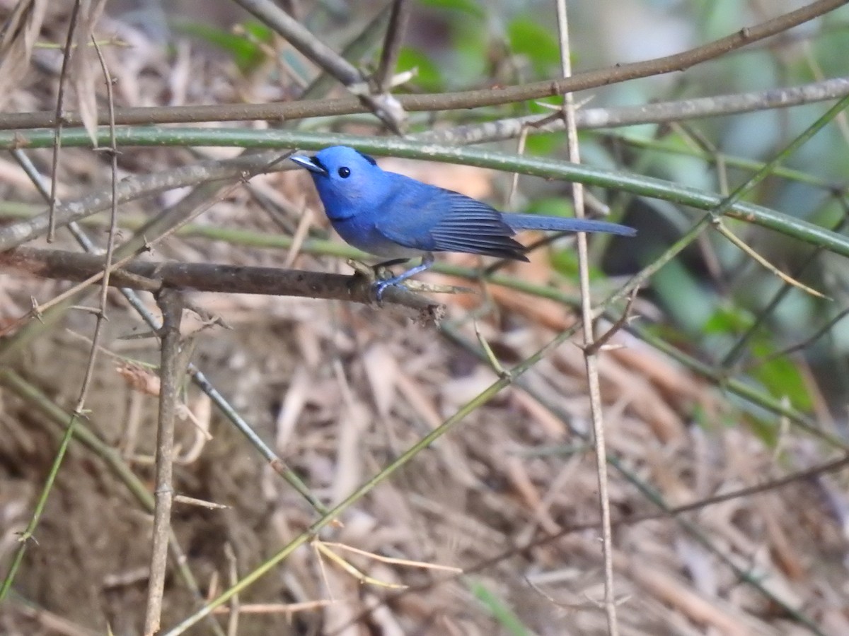 Black-naped Monarch - ML147908111